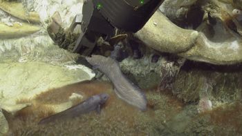 Media type: image;   Invertebrate Zoology 153118 Description: live specimen;